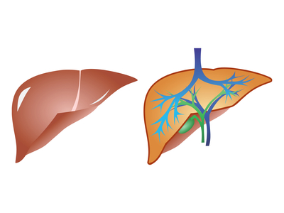 liver and gall anaromy vector